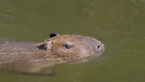 Das-Wasserschwein-Oder-Große-Wasserschwein-(Hydrochoerus-Hydrochaeris)-Ist-Ein-Riesiges-Höhlennagetier,-Das-In-Südamerika-Heimisch-Ist.-Es-Ist-Das-Größte-Lebende-Nagetier-Und-Gehört-Zur-Gattung-Hydrochoerus.